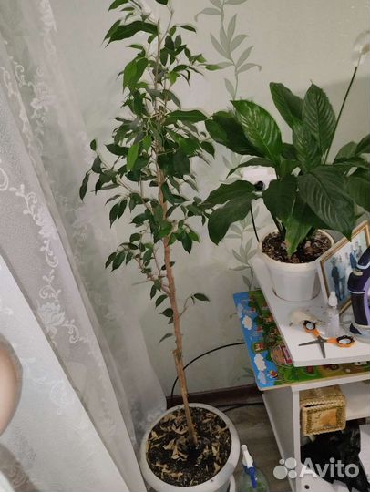 Фикус бенджамина