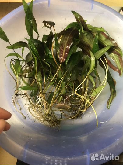 Коиптокрина, Роголистник- растения для аквариума