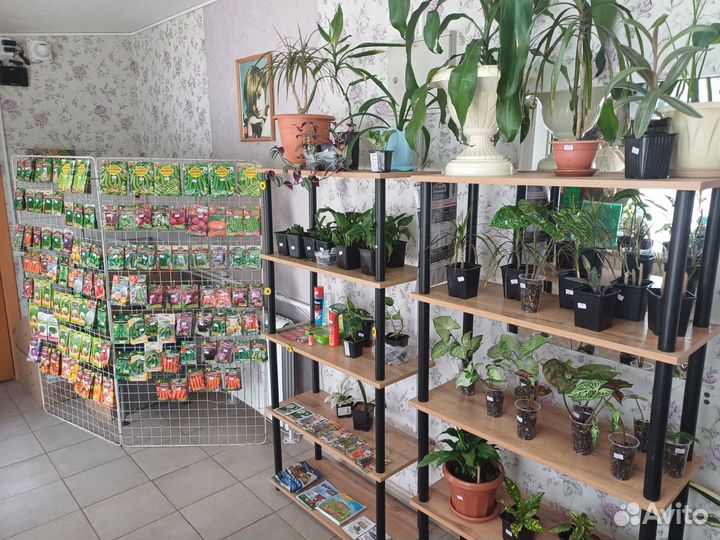 Семена,цветы