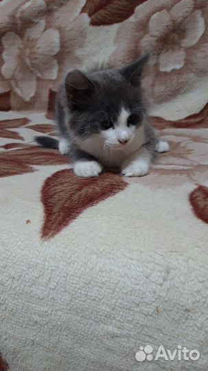 Отдам котенка в добрые руки