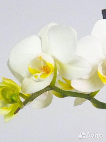 Орхидея фаленопсис