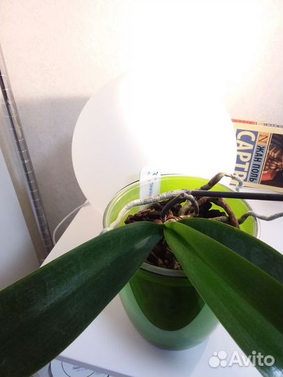 Орхидея фаленопсис Джилион