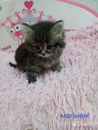 Котенок (мальчик и девочка)