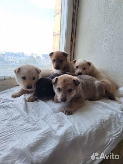 Щенки