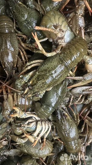 Живые раки Круглосуточно