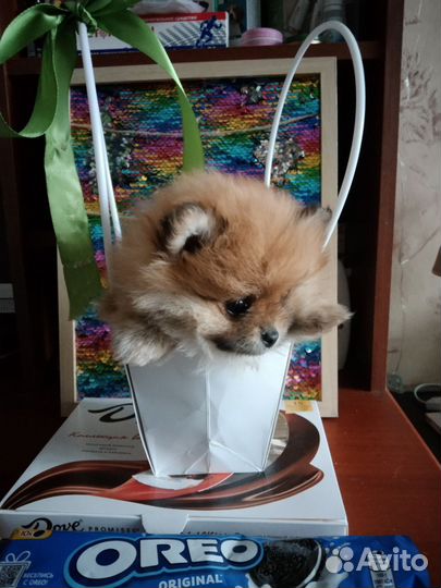 Померанский шпиц