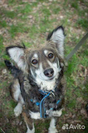 Ласковая Мотя в поисках семьи