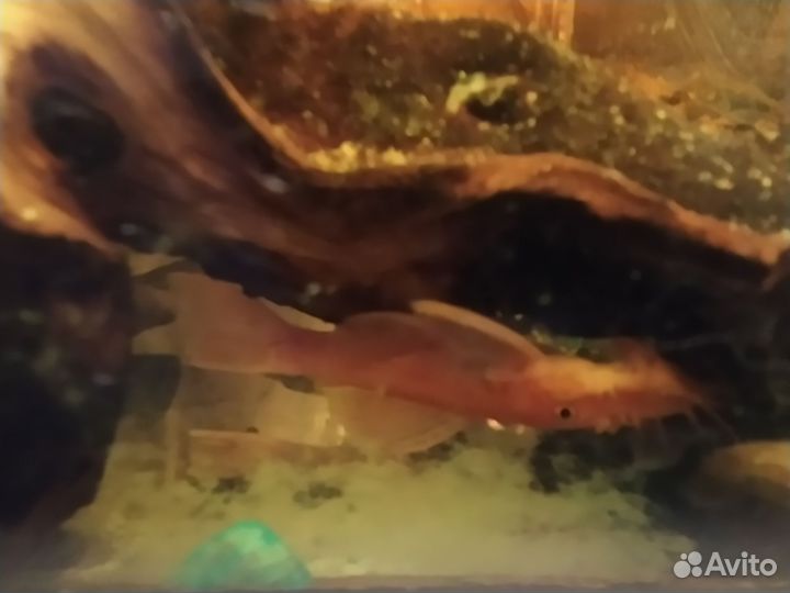 Анциструс 144,184 обмен