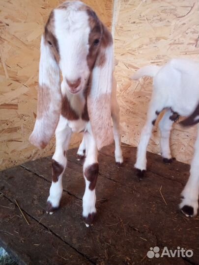 Козлята камори