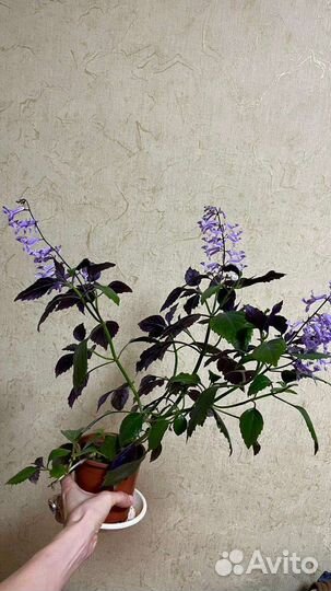 Плектрантус моно лавандер цветок