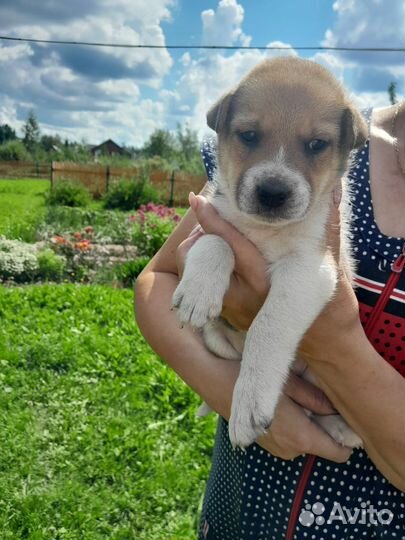 Щенки в добрые руки