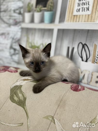 Сиамский котенок девочка