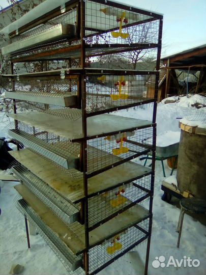 Клетки длЯ перепелов