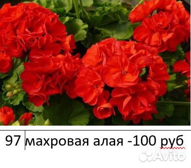 Пеларгония герань сортовая
