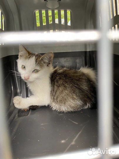 Котенок мальчик 2.5 мес найден. Ищем дом