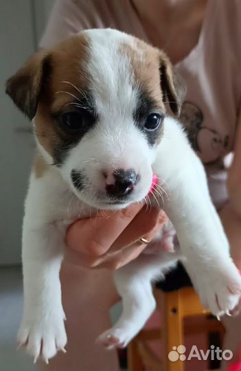 Щенки джек рассел терьер гладкошерстный