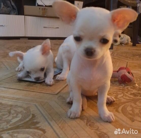 Щенки чихуахуа