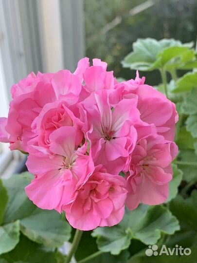 Пеларгония герань