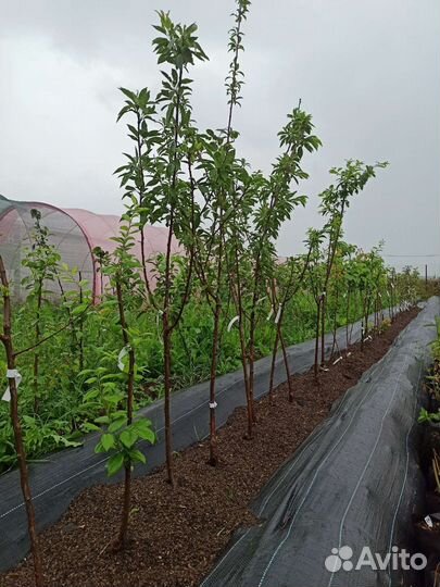 Саженцы плодовых кустарников и плодовых деревьев