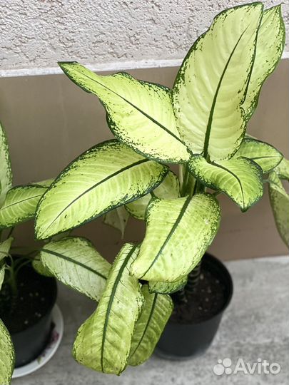 Диффенбахия