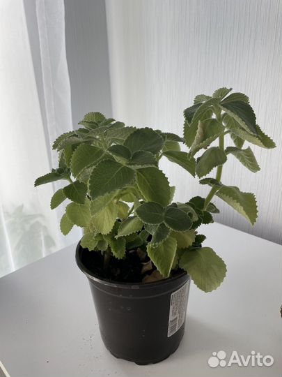 Плектрантус