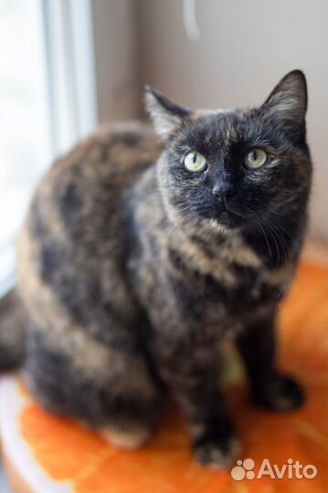 Кошка в добрые руки