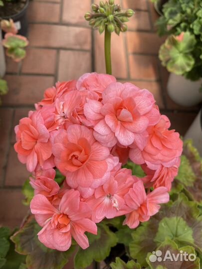 Пеларгония Petrei Bella