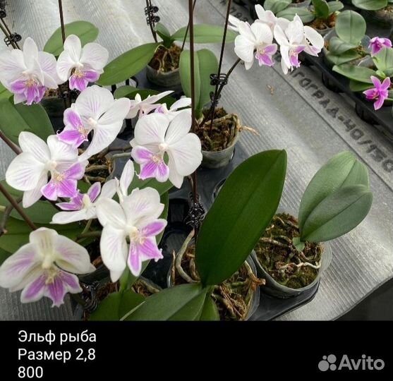Орхидеи