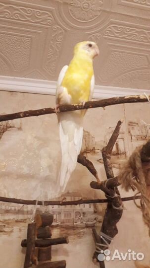 Певчий попугай