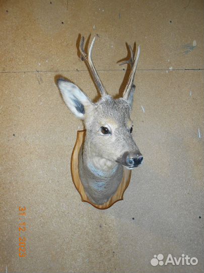 Чучела животных