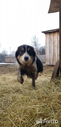 Рабочая Бордер колли