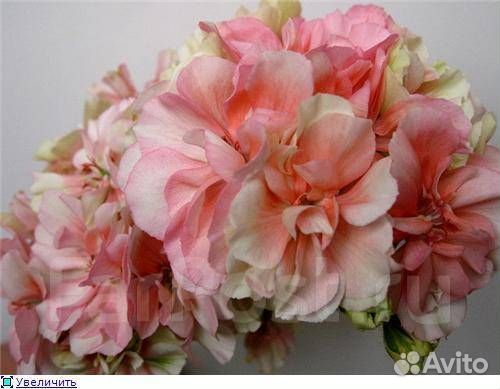 Пеларгонии