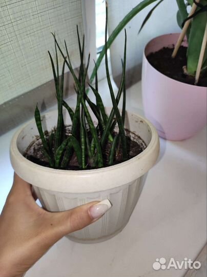 Домашние цветы бесплатно