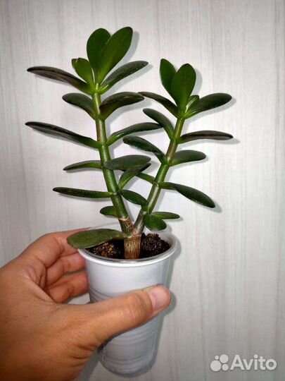 Денежное дерево, толстянка