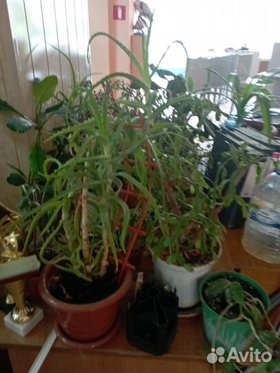 Комнатные растения цветы бесплатно