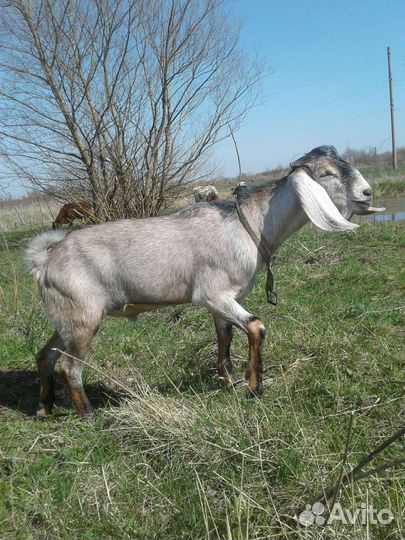 А-Нубийский козел