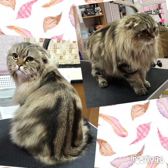 Делаю самые красивые стрижки вашим питомцам