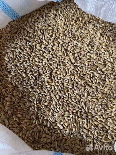 Зерно пшеница