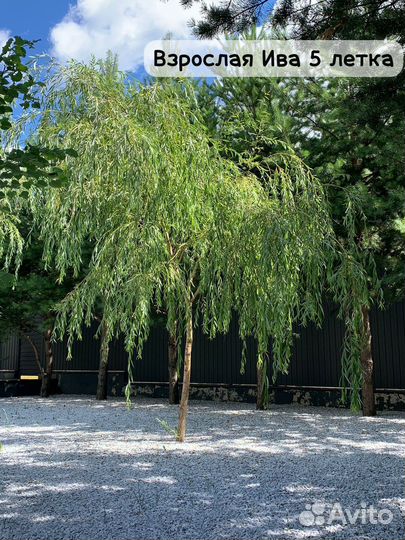 Ива плакучая