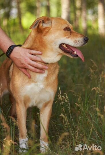 Злате нужен дом