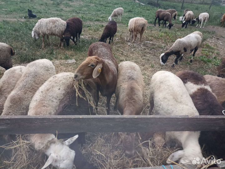 Продам овец