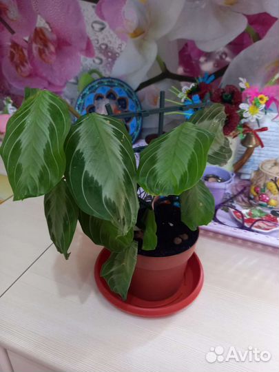 Комнатные цветы