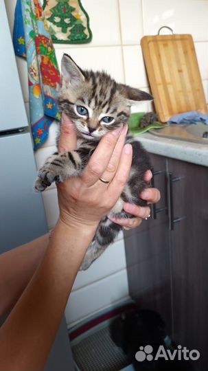 Отдам котят в добрые руки