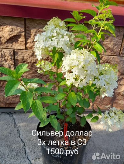 Гортензия Сильвер доллар