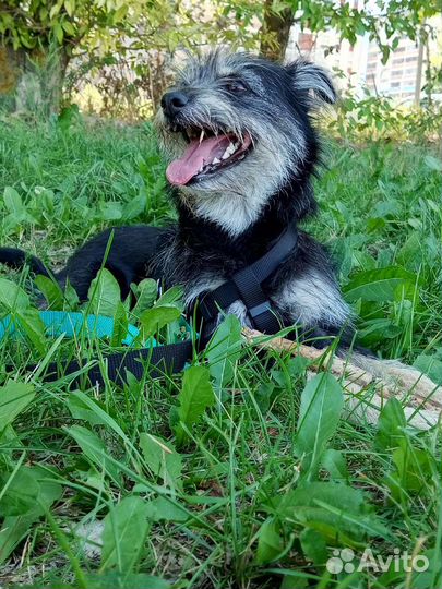 Отдам собаку