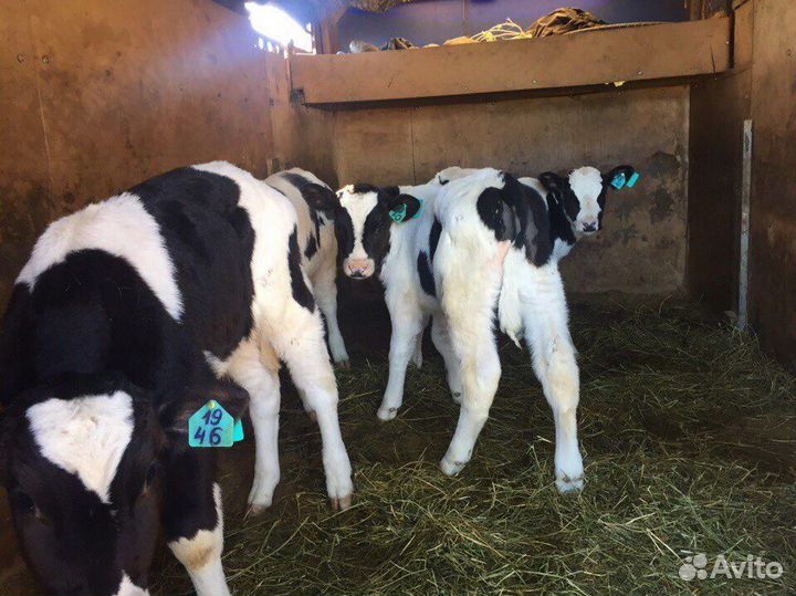 Крс Холмогоры