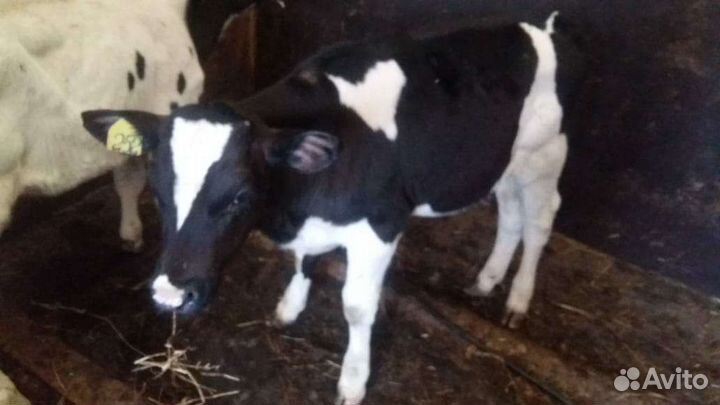 Бычки на откорм