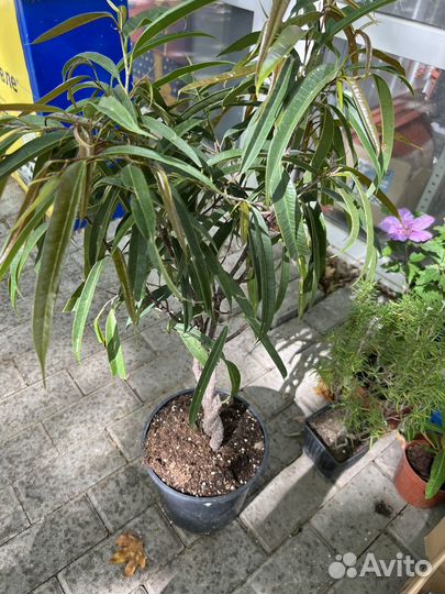 Фикус Али коса