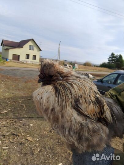 Китайские шелковые петушки 1,5 года