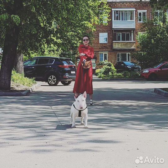 Миниатюрный бультерьер девочка 1 год